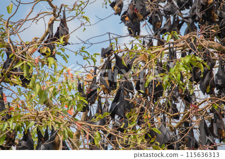 close-up hanging Mariana fruit bat (Pteropus mariannus) 115636313