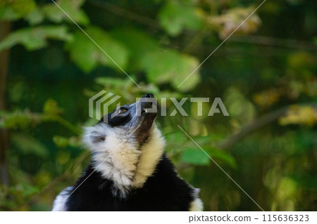 Black and white Ruffed Lemur closeup 115636323