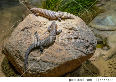 Gidgee skink Egernia stokesii, an australian skink 115636328