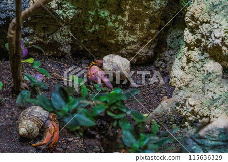 Red Land hermit crab Coenobita rugosa Red Land hermit crab Coenobita rugosa 115636329