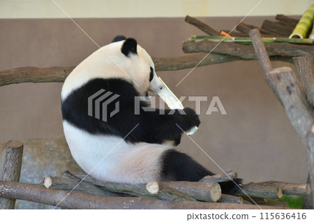 楓浜美味地吃著竹子 楓浜美味地吃著竹子 115636416