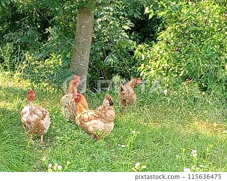chickens scratch around in nature in freedom 115636475