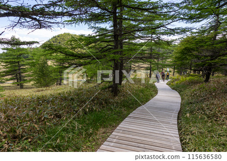 長野縣東禦市通往池之平濕地的木棧道 115636580