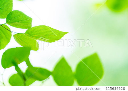 清新的春芽新綠 115636628