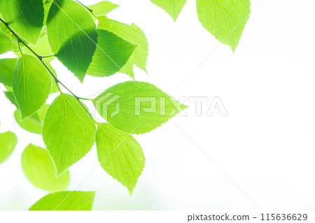 清新的春芽新綠 清新的春芽新綠 115636629