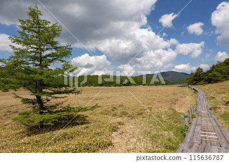 池之平沼澤地木路 長野縣東禦市 115636787