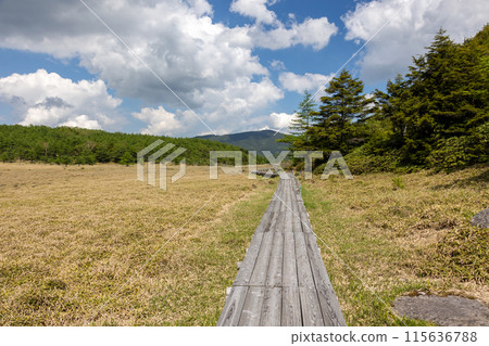 Boardwalk in Ikenotaira Marsh, Tomi City, Nagano Prefecture 115636788