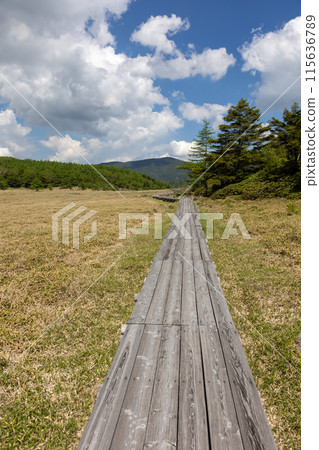 池之平沼澤地木路 長野縣東禦市 115636789