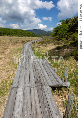 Boardwalk in Ikenotaira Marsh, Tomi City, Nagano Prefecture Boardwalk in Ikenotaira Marsh, Tomi City, Nagano Prefecture 115636790