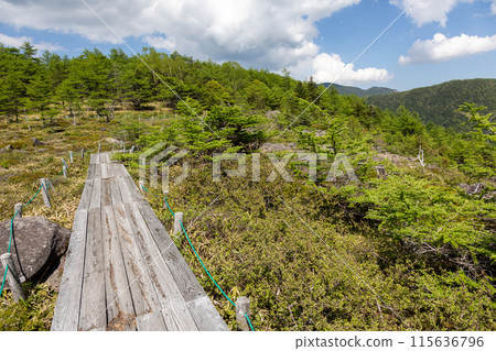Boardwalk in Ikenotaira Marsh, near the opening, Tomi City, Nagano Prefecture 115636796