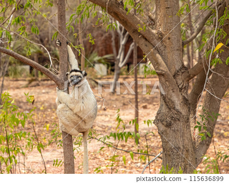 Verreaux's sifaka Madagascar. White sifaka with dark head. Verreaux's sifaka Madagascar. White sifaka with dark head. 115636899