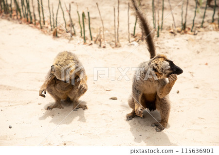 Cute brown lemur Eulemur fulvus with orange eyes. Cute brown lemur Eulemur fulvus with orange eyes. 115636901