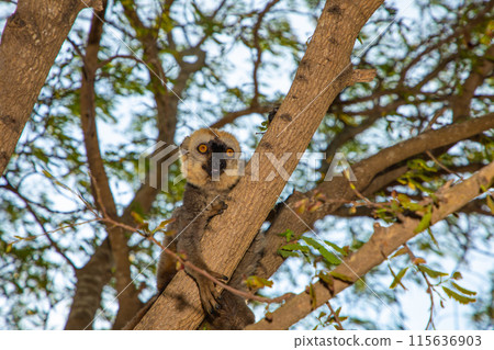 Red-bellied Lemur Eulemur rubriventer, Cute primate. 115636903
