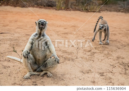 Sifaka lemur Propithecus verreauxi, Madagascar nature 115636904