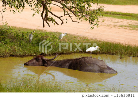 Asiatic water buffalo resting in cool water 115636911