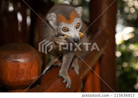 Crowned lemur Eulemur Coronatus, endemic animal Crowned lemur Eulemur Coronatus, endemic animal 115636913