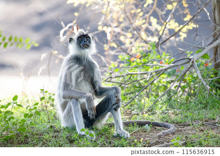 black faced grey langur monkey in Yala National Park black faced grey langur monkey in Yala National Park 115636915