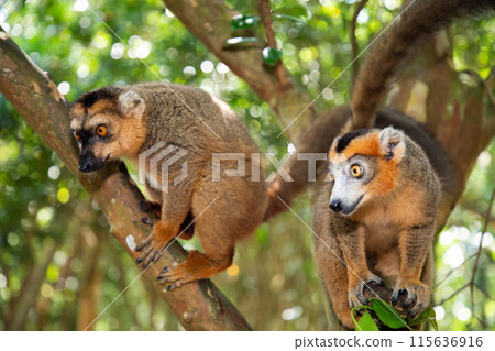 Crowned lemur Eulemur Coronatus, endemic animal 115636916