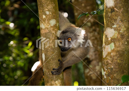 Crowned lemur Eulemur Coronatus, endemic animal 115636917