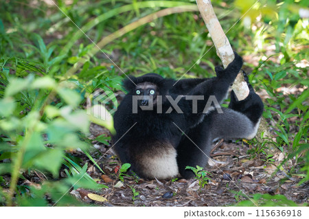 Lemur Indri indri, babakoto largest lemur from Madagascar Lemur Indri indri, babakoto largest lemur from Madagascar 115636918