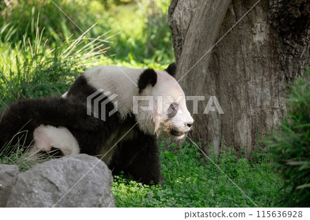 cheerful playing pandas on green lawn cheerful playing pandas on green lawn 115636928