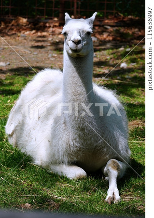 Llama (Obihiro Zoo Llama House) 115636997