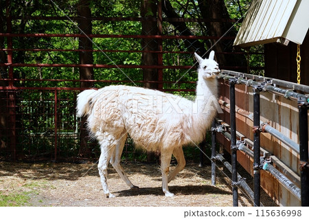 駱駝（帶廣動物園駱駝館） 115636998