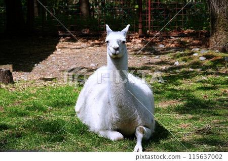 Llama (Obihiro Zoo Llama House) Llama (Obihiro Zoo Llama House) 115637002