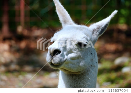 Llama (Obihiro Zoo Llama House) Llama (Obihiro Zoo Llama House) 115637004