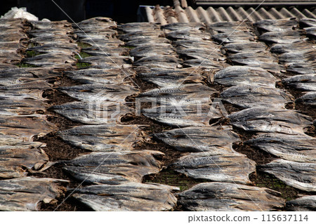 Tuna drying process on the coast of Sri Lanka 115637114