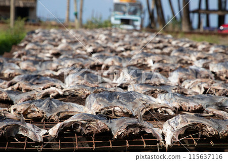 Tuna drying process on the coast of Sri Lanka Tuna drying process on the coast of Sri Lanka 115637116