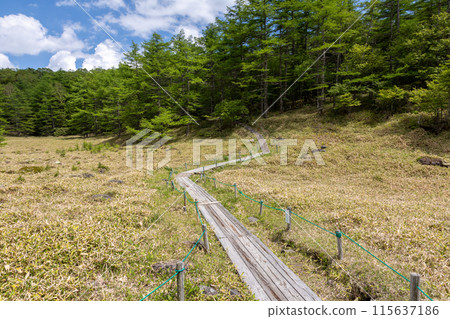 Hiking trail from Ikenotaira Marsh to Mikatagamine, Tomi City, Nagano Prefecture 115637186