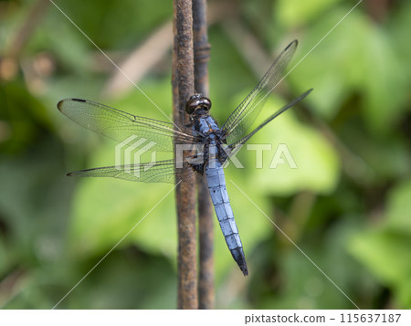 A white-tailed skimmer resting on an iron wire A white-tailed skimmer resting on an iron wire 115637187