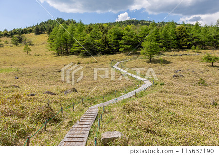 Hiking trail from Ikenotaira Marsh to Mikatagamine, Tomi City, Nagano Prefecture 115637190
