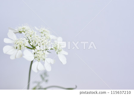 白色蕾絲花 115637210