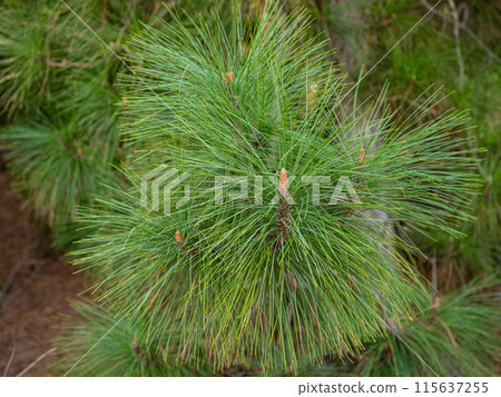 pine, green forest, lit by the golden sun, island of Tenerife against blue sky 115637255