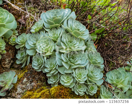 Close-up of Aeonium Succulent plant. 115637256