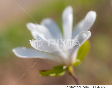 Mixed colorful flowers Nature background Mixed colorful flowers Nature background 115637260