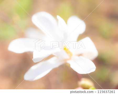 Mixed colorful flowers Nature background Mixed colorful flowers Nature background 115637261