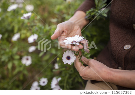 Cropped Shot Of Senior Lady Picking Daisy Flowers In Field Outdoor, Enjoying Nature. Closeup Of Hands Of Mature Woman Gardener Touching Plant Of Osteospermum Flower. Selective Focus 115637392