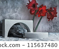 Background for cosmetic products grey concrete scene with geometric shapes and red flower. Concrete round and arc white podium. Empty showcase for packaging product presentation. Mock up pedestal 115637480