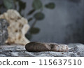 Background for cosmetic products natural scene with stone and green leaves. Natural stone podium. Empty showcase for packaging product presentation. Mock up pedestal eco friendly 115637510