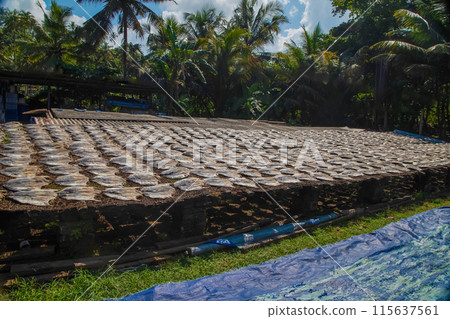 Tuna drying process on the coast of Sri Lanka 115637561