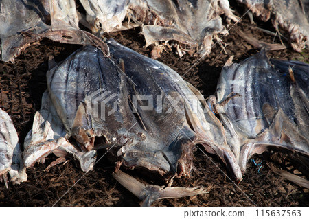 Tuna drying process on the coast of Sri Lanka 115637563