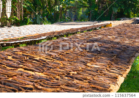 Tuna drying process on the coast of Sri Lanka Tuna drying process on the coast of Sri Lanka 115637564