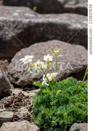 White Dicentra on the summit of Mikatagamine, Tomi City, Nagano Prefecture 115637618