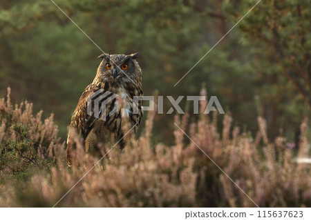 Common Eagle-owl (Bubo bubo) in the purple heather. Forest nature with big owl. Common Eagle-owl (Bubo bubo) in the purple heather. Forest nature with big owl. 115637623