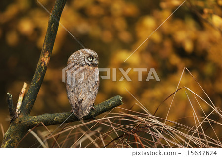 Scops Owl, Otus scops, sitting on tree branch in the autumn forest. Wildlife animal scene from nature. Little bird, owl close-up detail portrait . Scops Owl, Otus scops, sitting on tree branch in the autumn forest. Wildlife animal scene from nature. Little bird, owl close-up detail portrait . 115637624