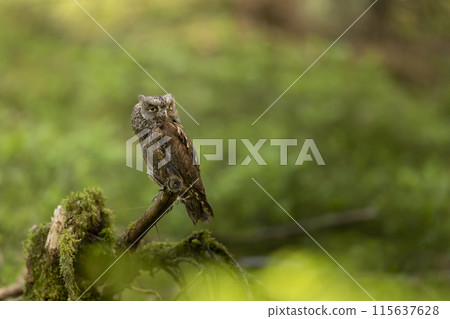 Scops Owl, Otus scops, sitting on tree trunk in the mossy forest. Wildlife animal scene from nature. Scops Owl, Otus scops, sitting on tree trunk in the mossy forest. Wildlife animal scene from nature. 115637628