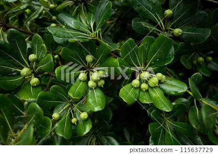 Pittosporum tobira fruit 115637729